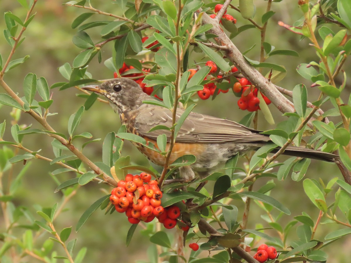 vandretrost - ML643387044