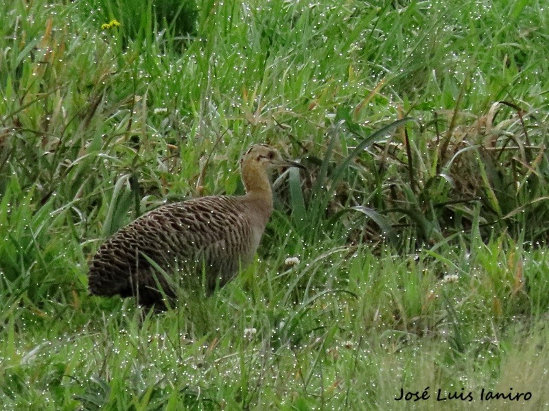 Tinamou isabelle - ML643387045