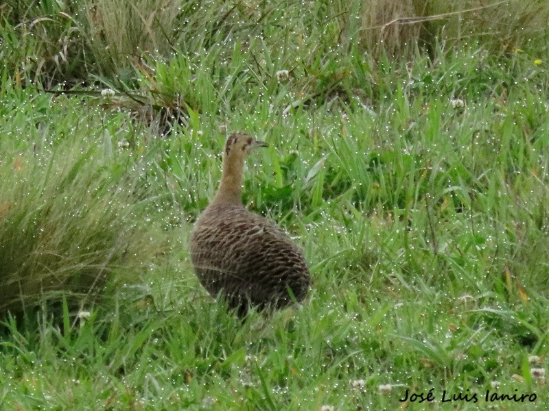 Red-winged Tinamou - ML643387046