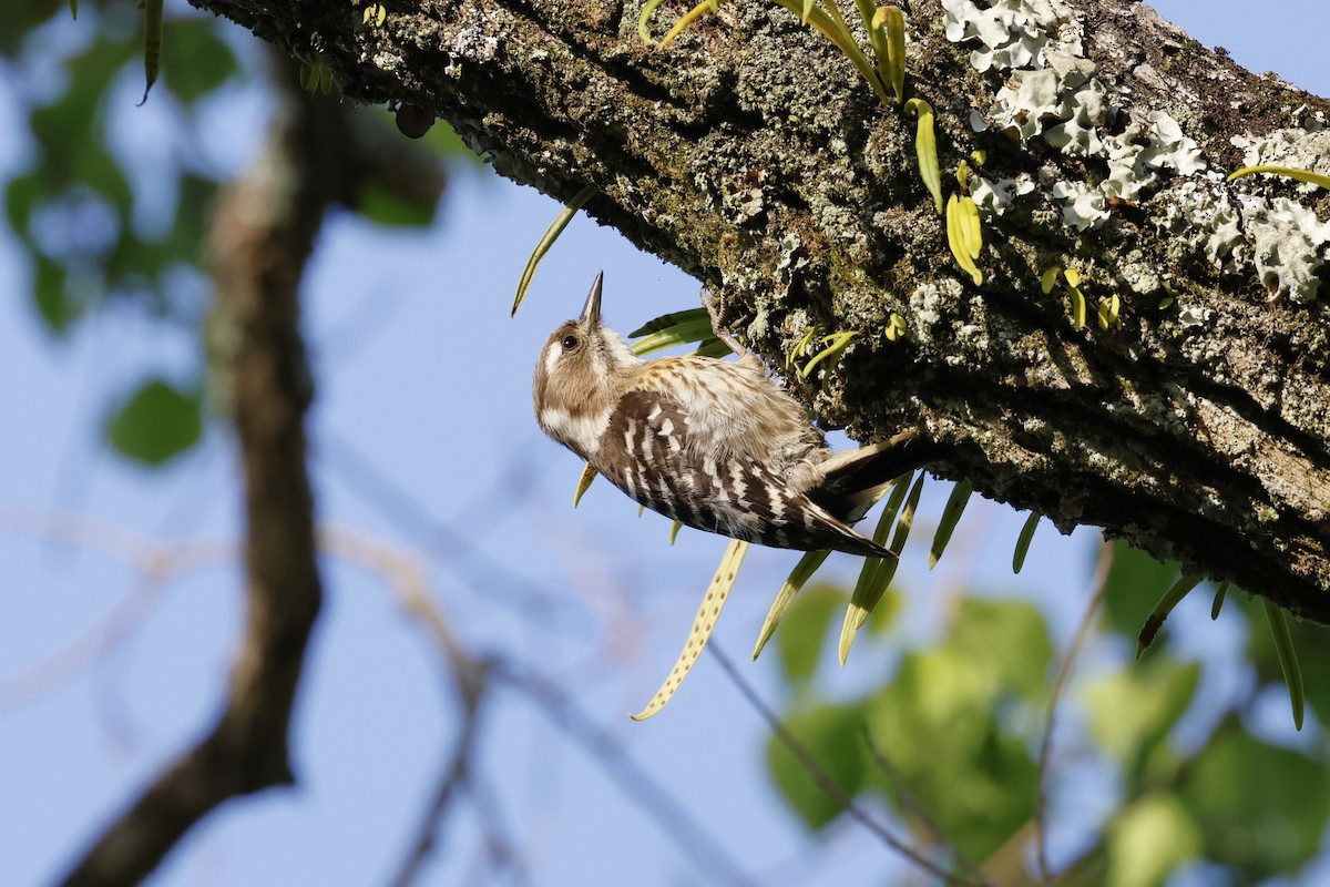 Japanese Pygmy Woodpecker - ML643387052