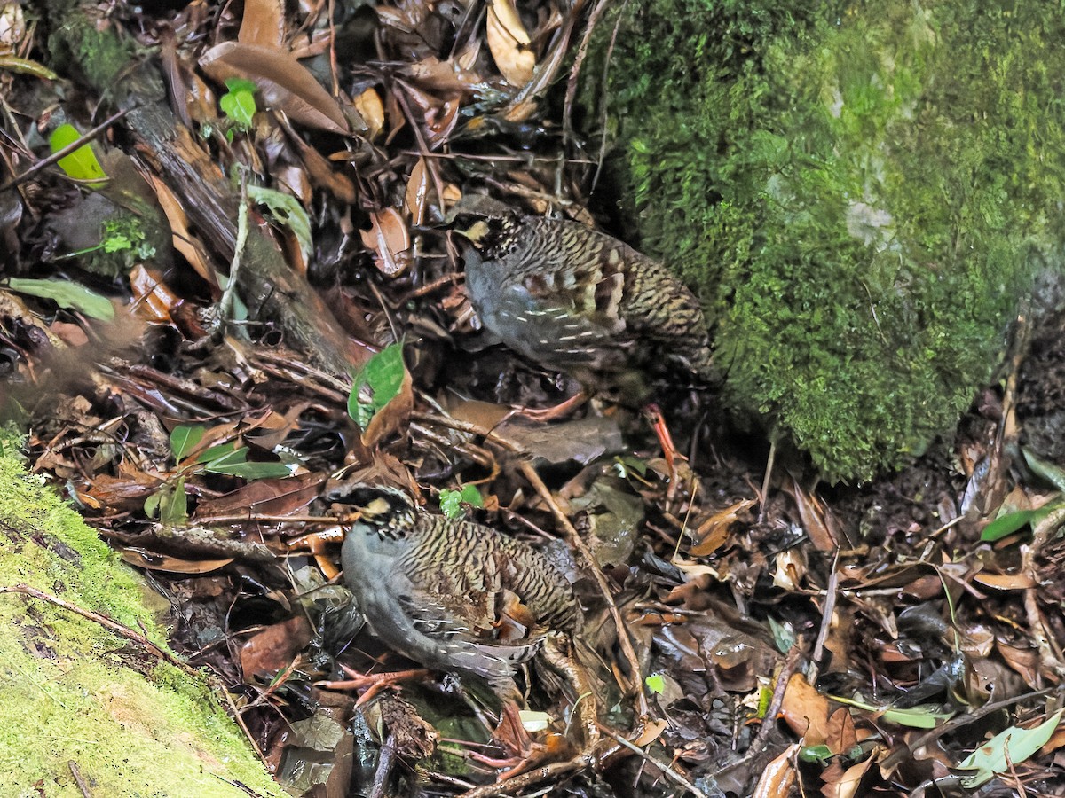 Taiwan Partridge - ML643387078