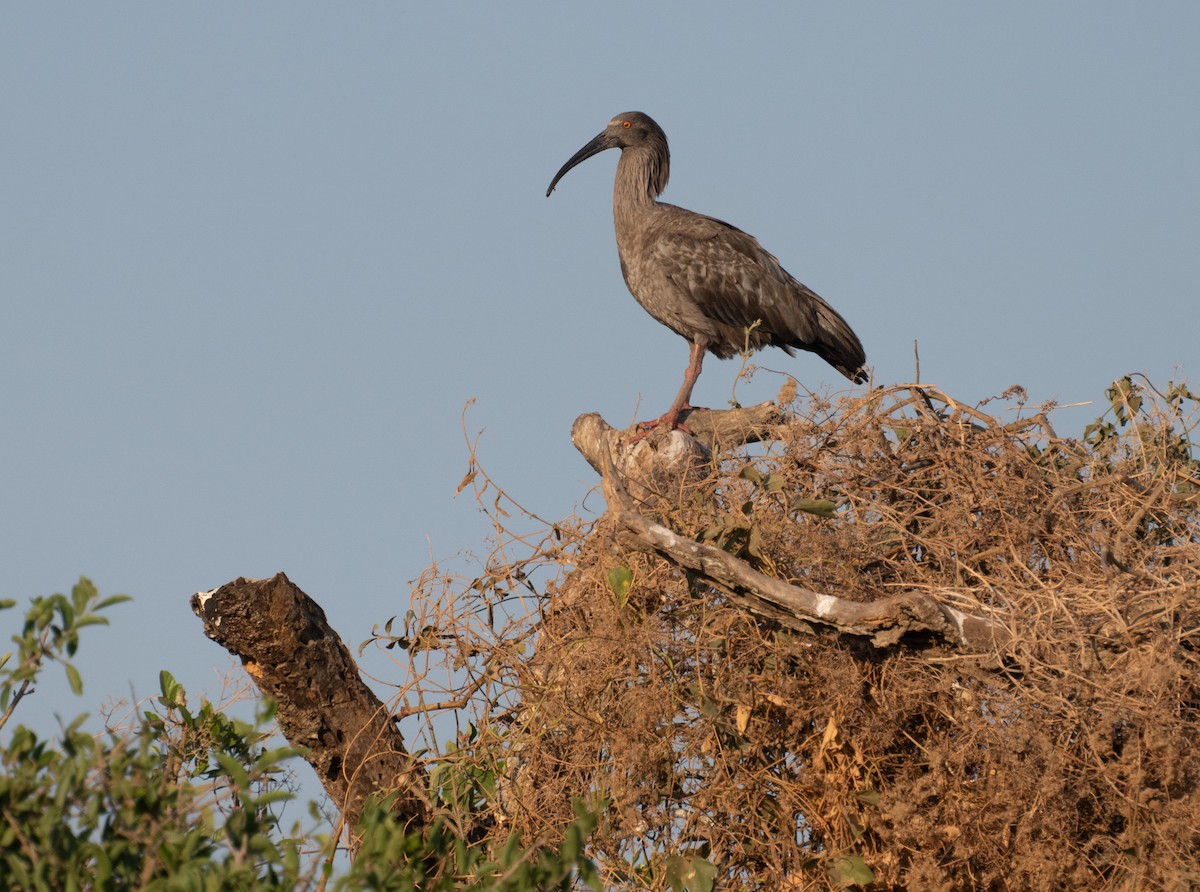 Plumbeous Ibis - ML643387092
