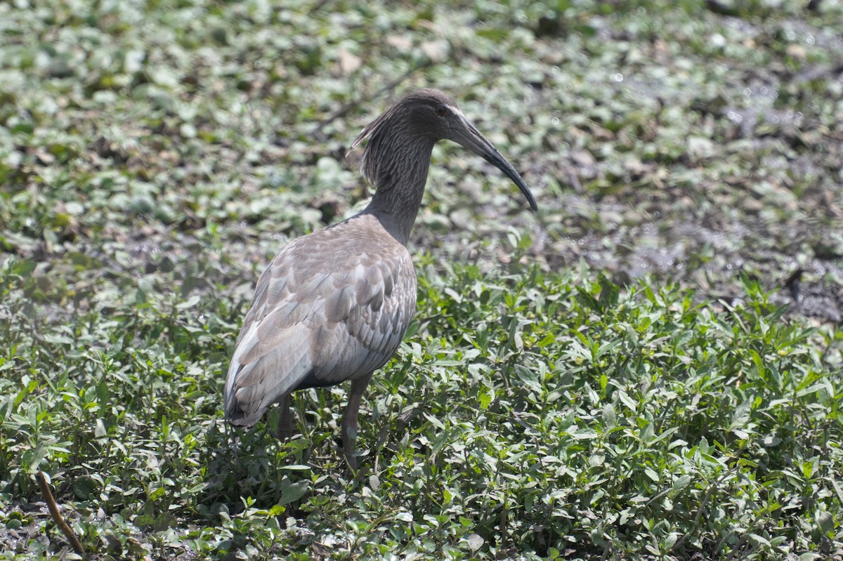 Plumbeous Ibis - ML643387093