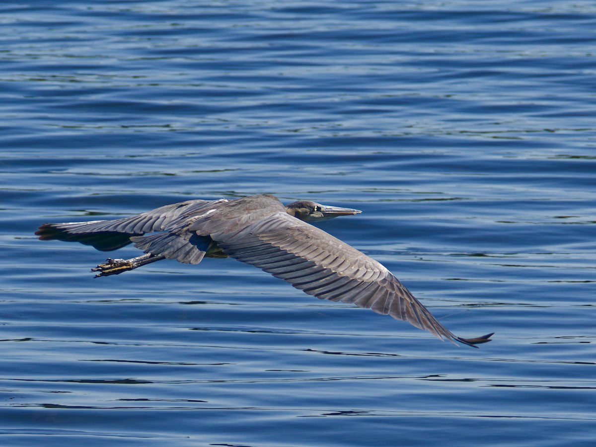 Great Blue Heron - ML643387098