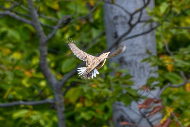 Eastern Meadowlark - ML643387106