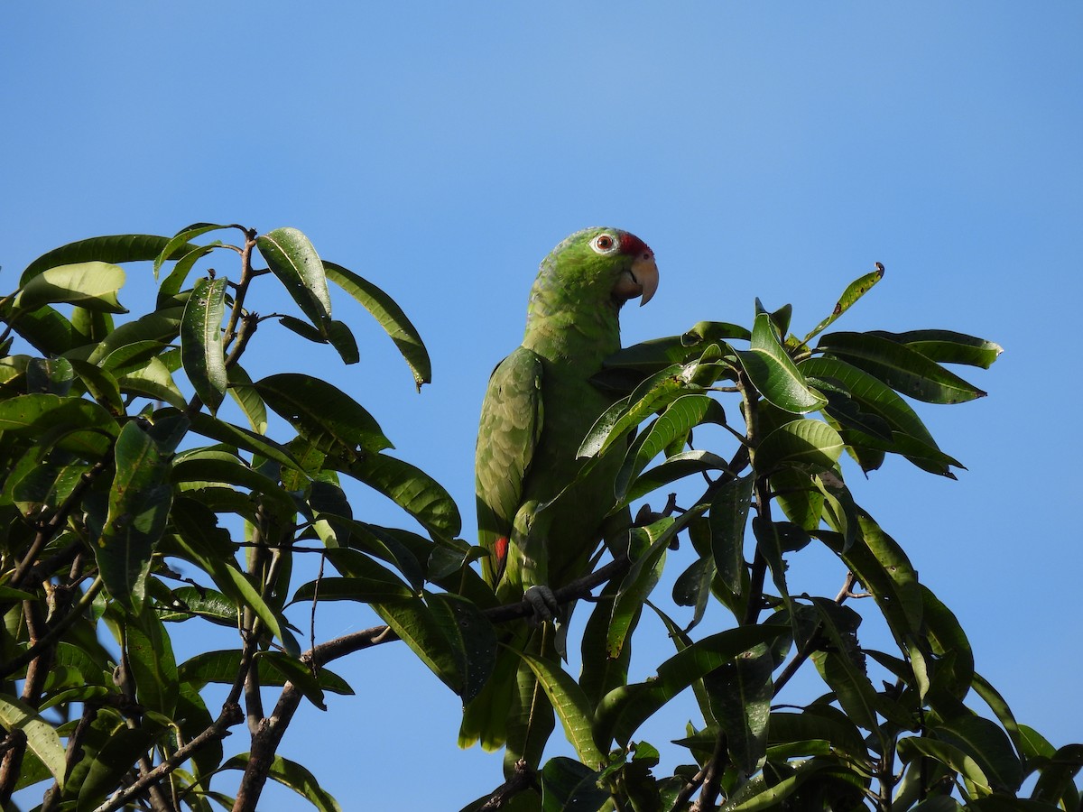 Red-lored Amazon - ML643387113