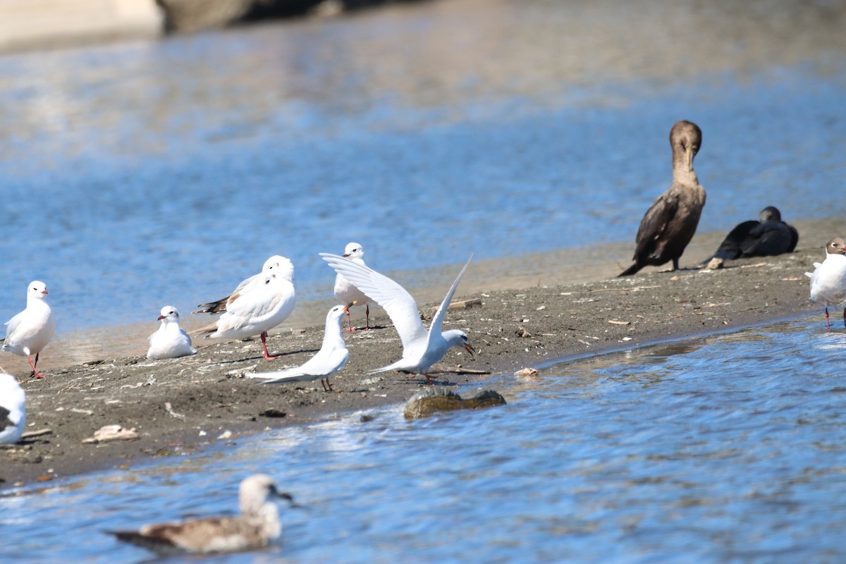 Snowy-crowned Tern - ML643387137