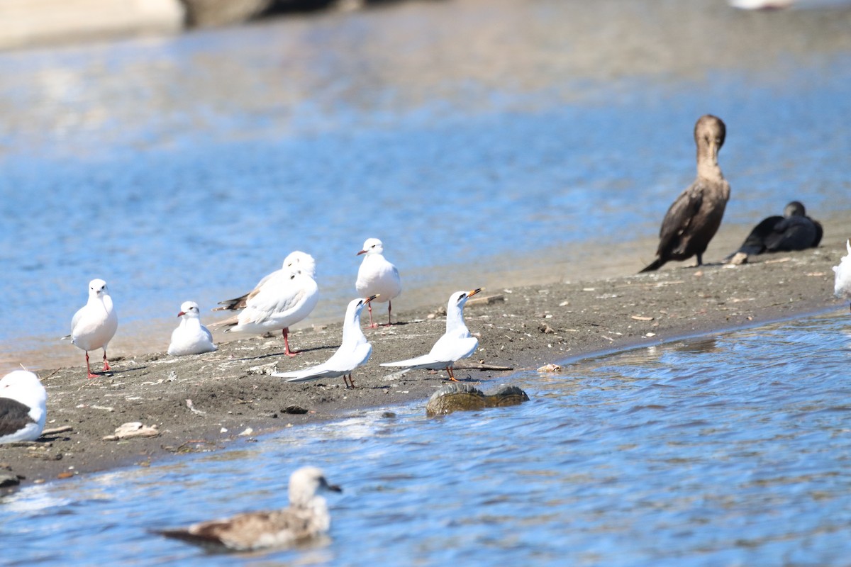 Snowy-crowned Tern - ML643387138