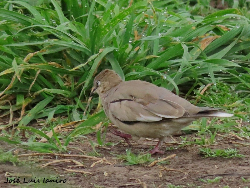 Picui Ground Dove - ML643387144