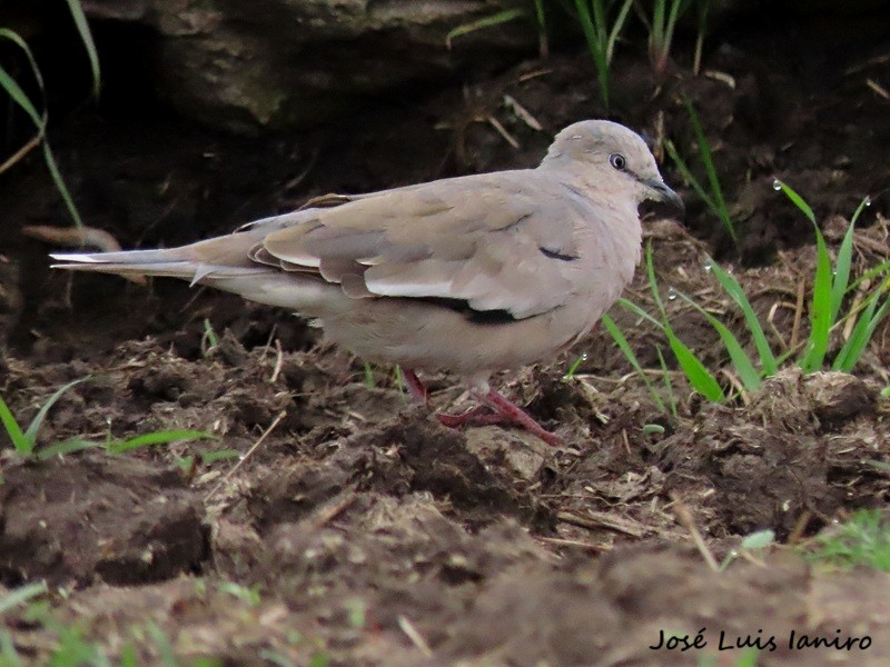 Picui Ground Dove - ML643387145