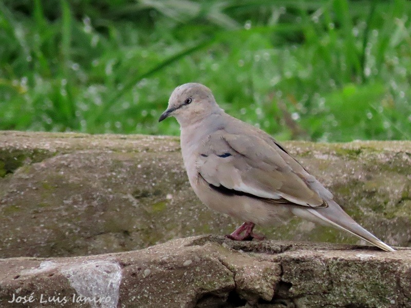 Picui Ground Dove - ML643387146
