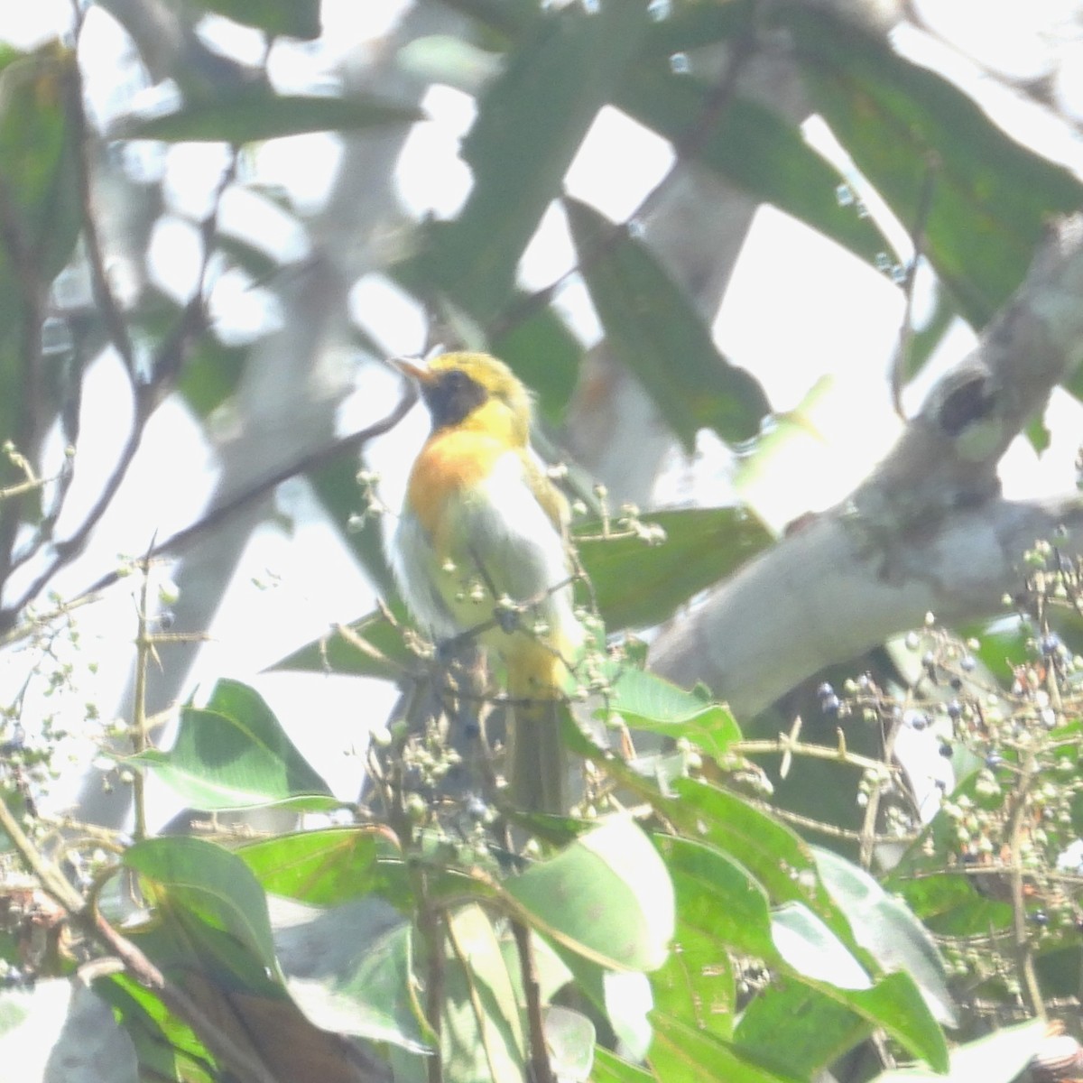 Guira Tanager - ML643387164