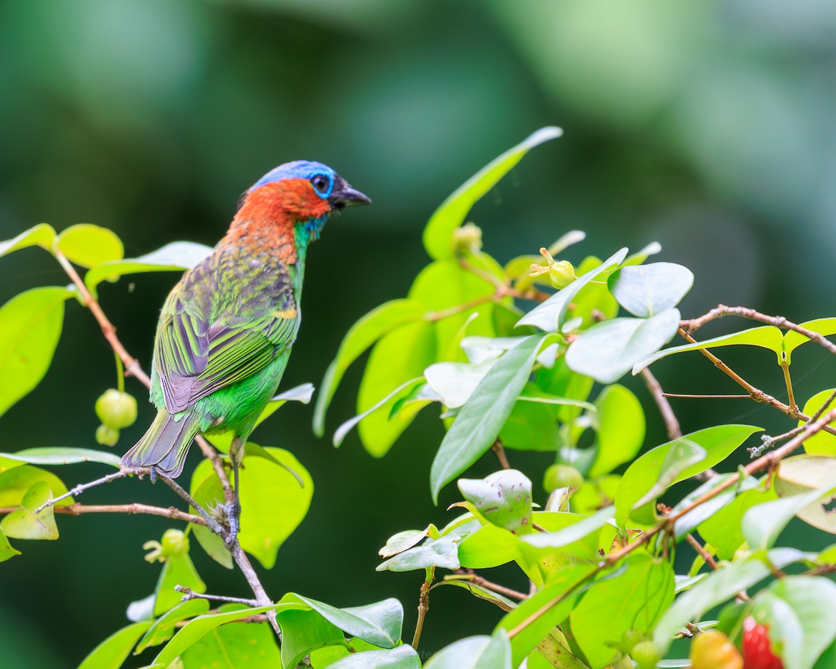 Red-necked Tanager - ML643387165