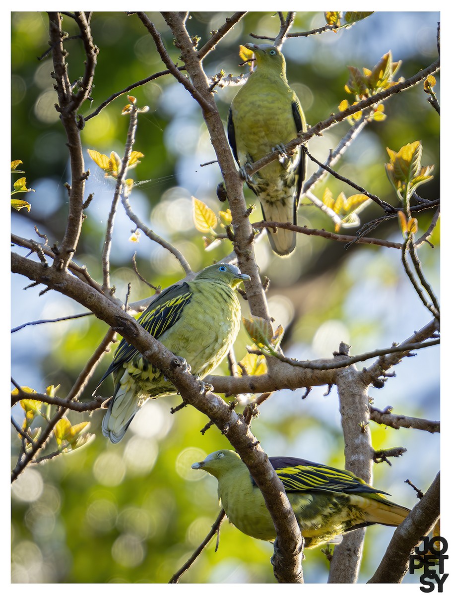 Philippine Green-Pigeon - ML643387210