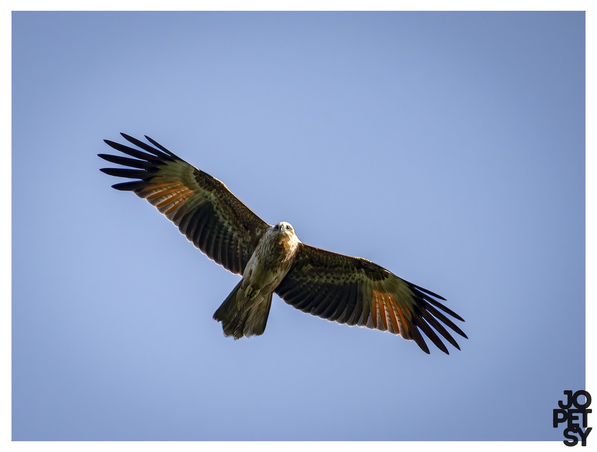 Brahminy Kite - ML643387222