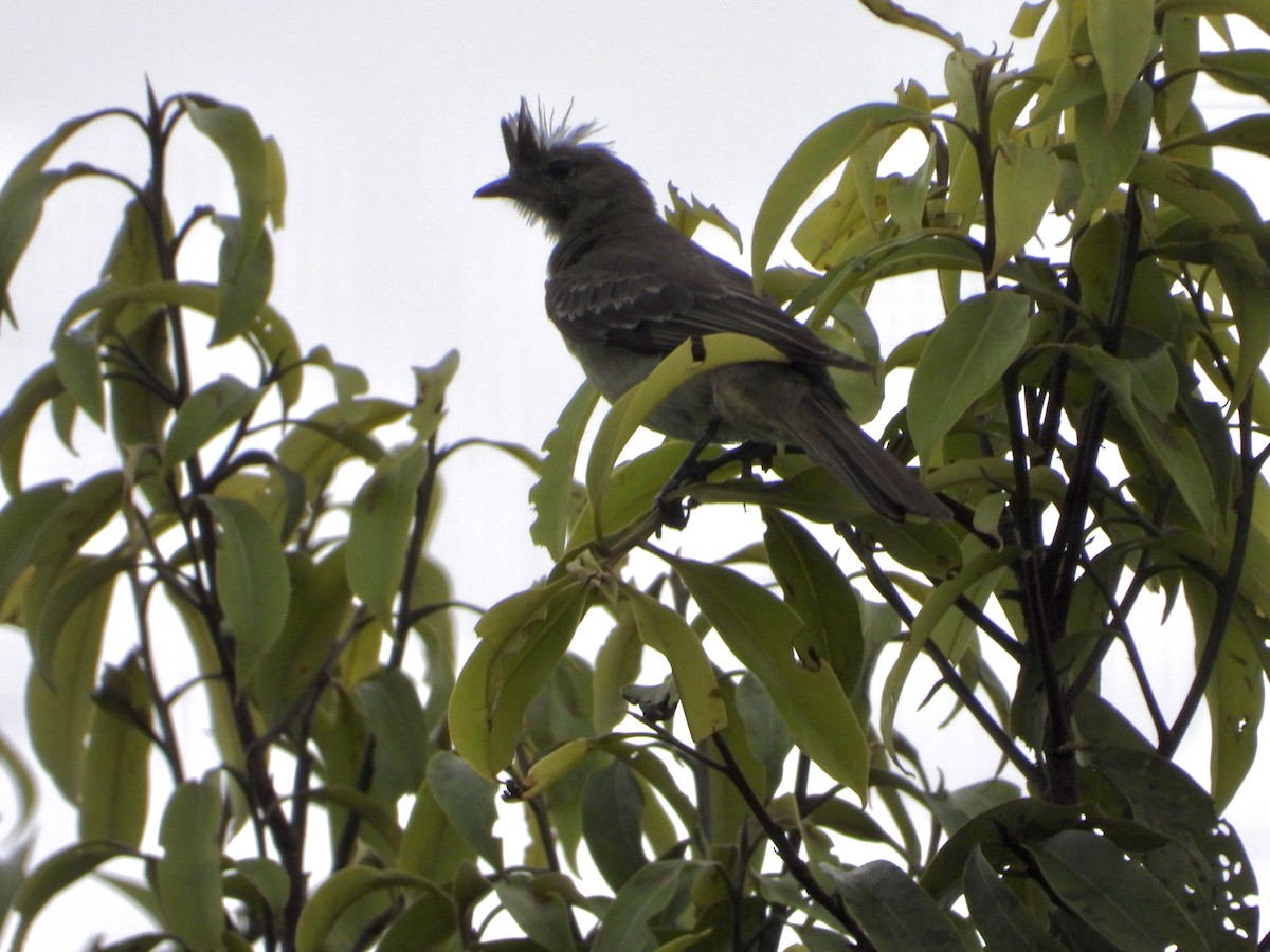 Mottle-backed Elaenia - ML643387223