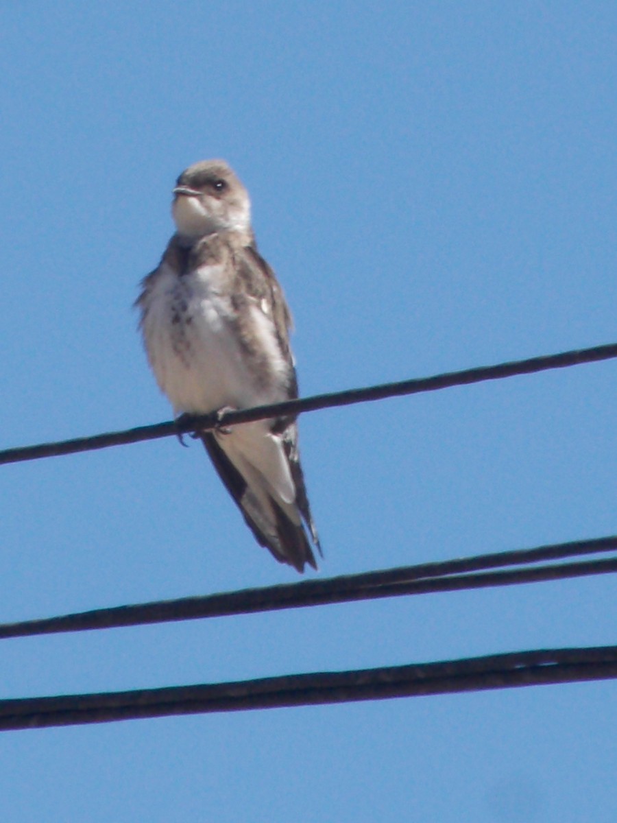 Brown-chested Martin - ML643387237