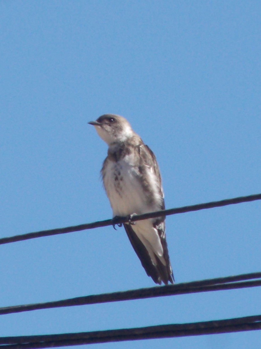 Brown-chested Martin - ML643387238