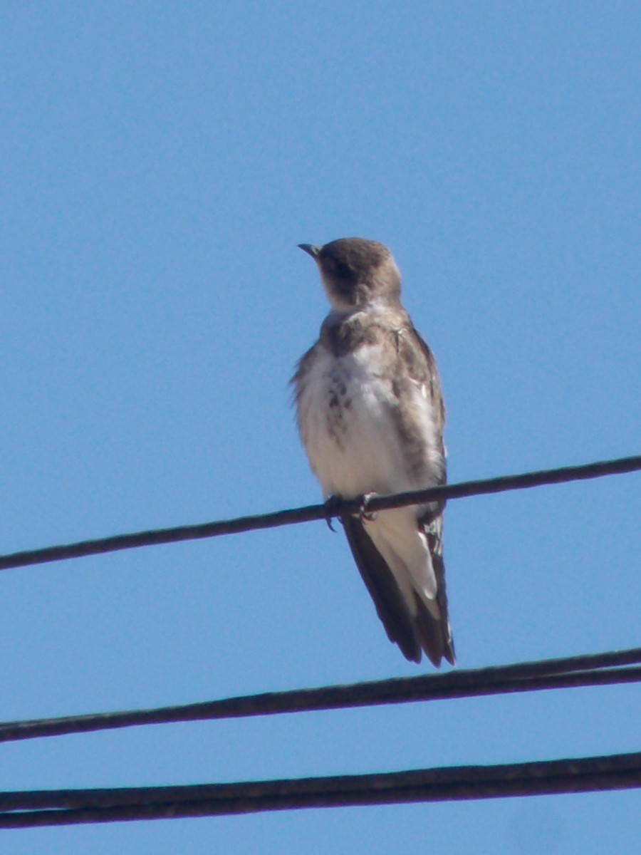 Brown-chested Martin - ML643387247