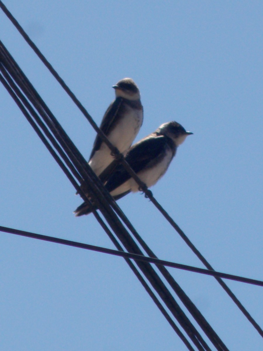 Brown-chested Martin - ML643387248