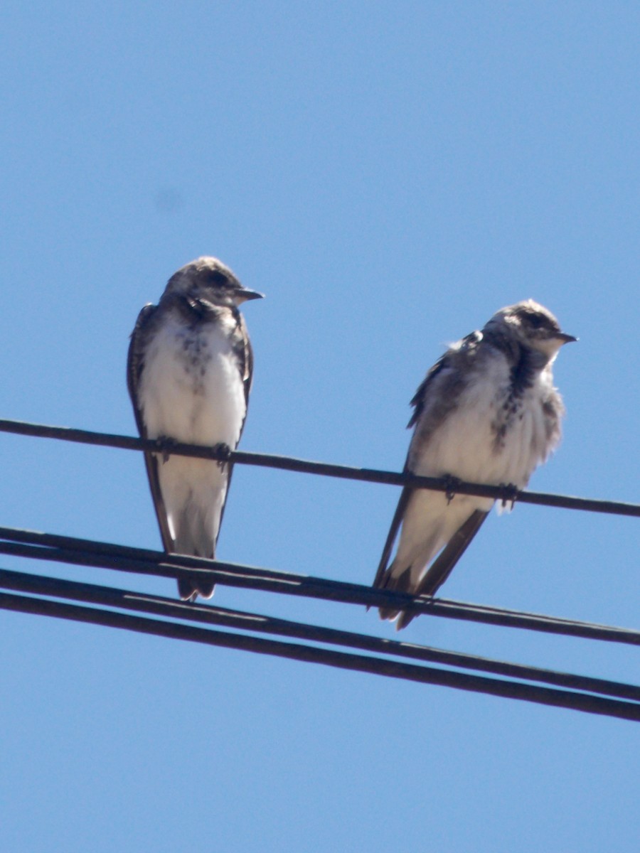 Brown-chested Martin - ML643387250