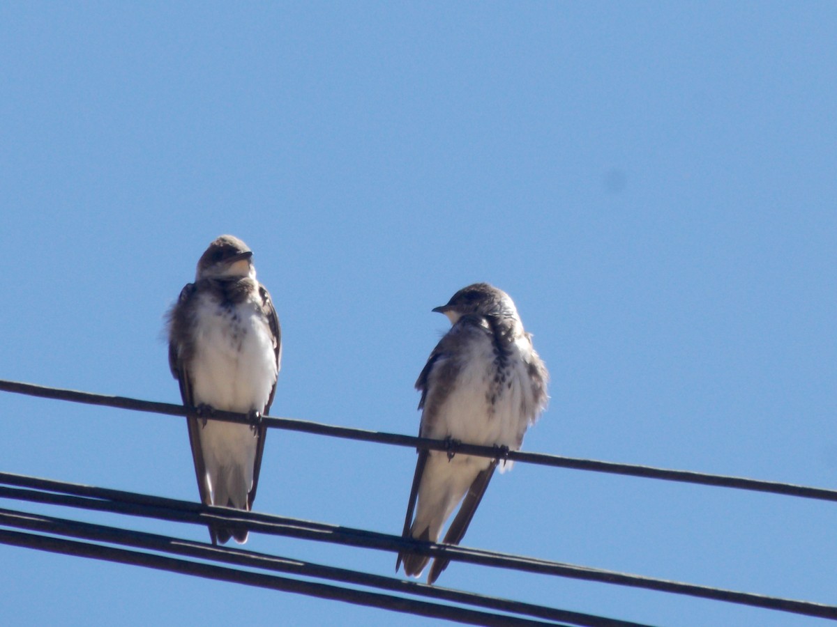 Brown-chested Martin - ML643387251