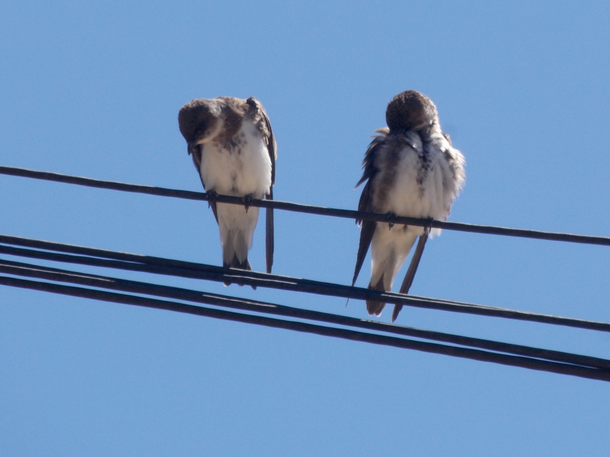 Brown-chested Martin - ML643387252