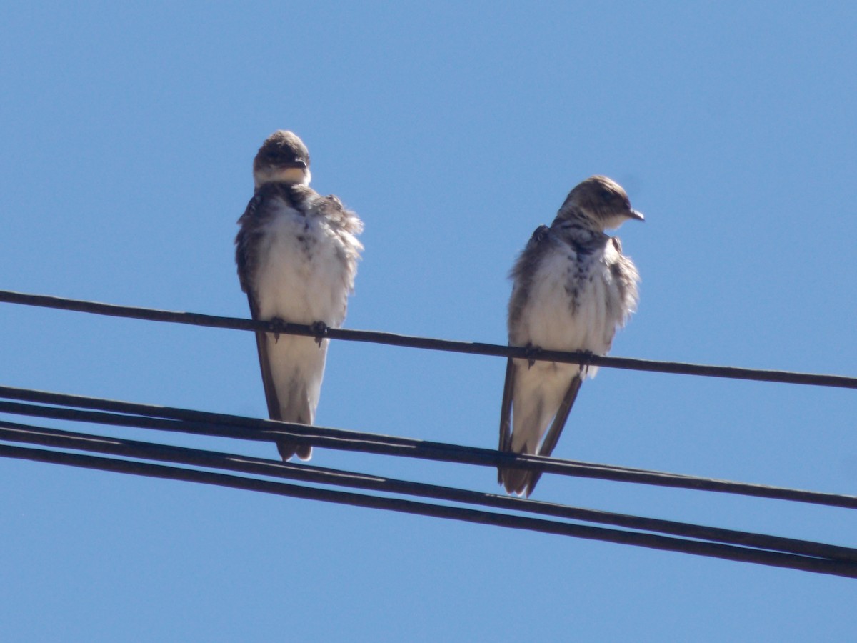 Brown-chested Martin - ML643387254