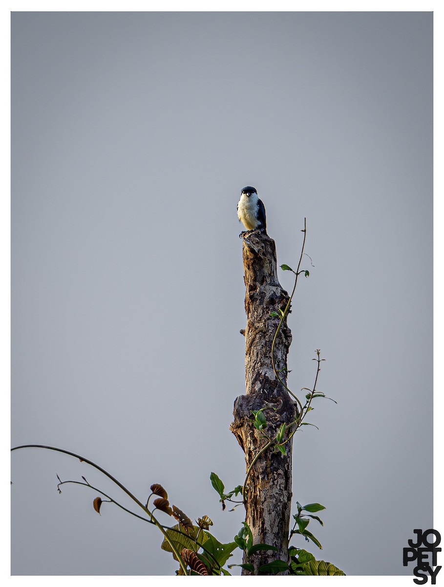 Philippine Falconet - ML643387255