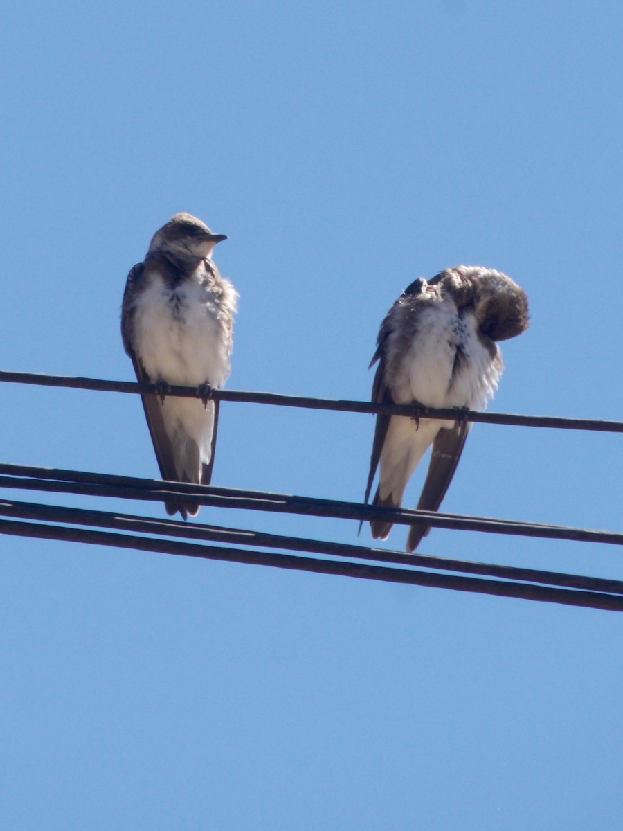 Brown-chested Martin - ML643387256