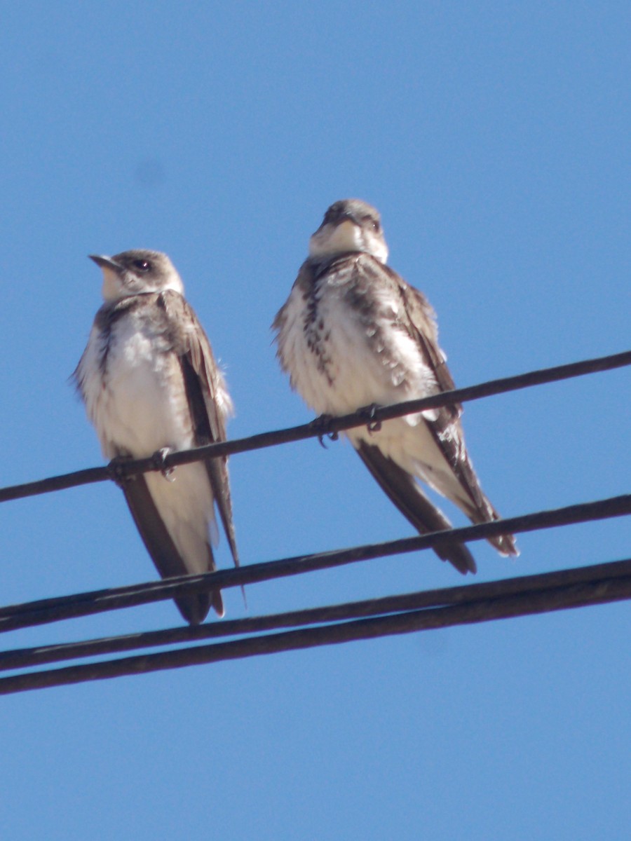 Brown-chested Martin - ML643387257