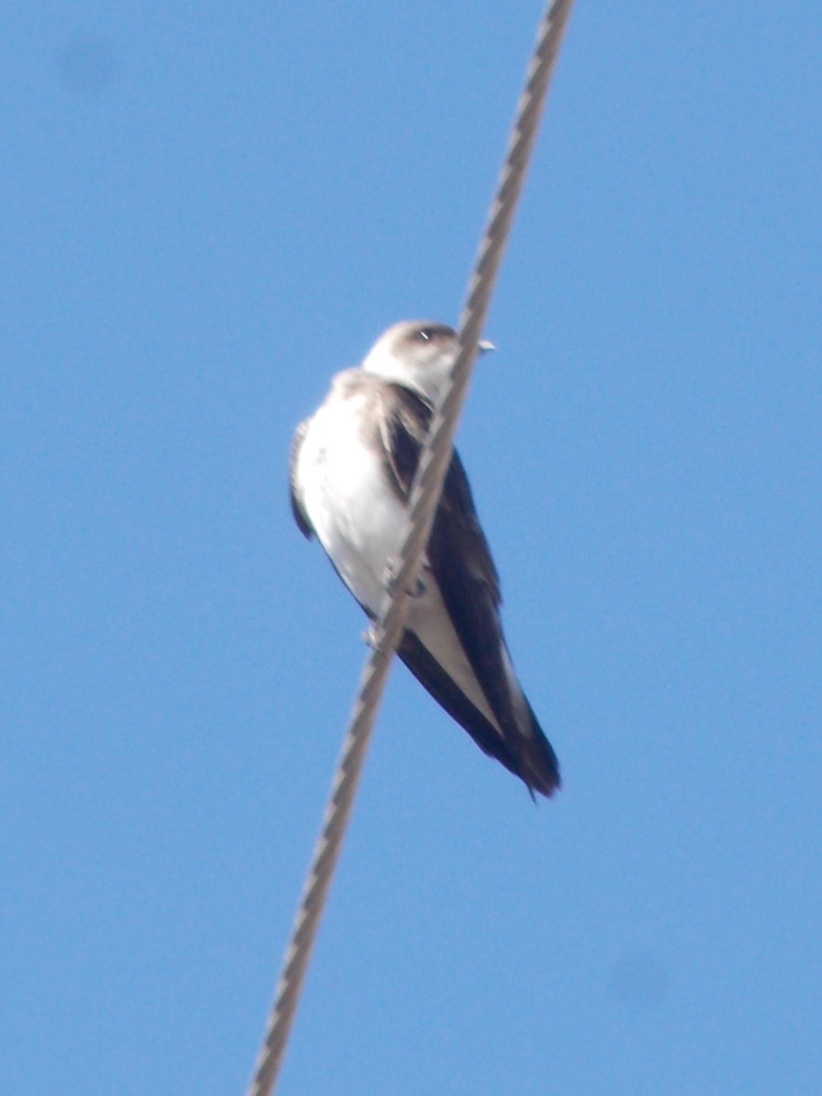 Brown-chested Martin - ML643387258