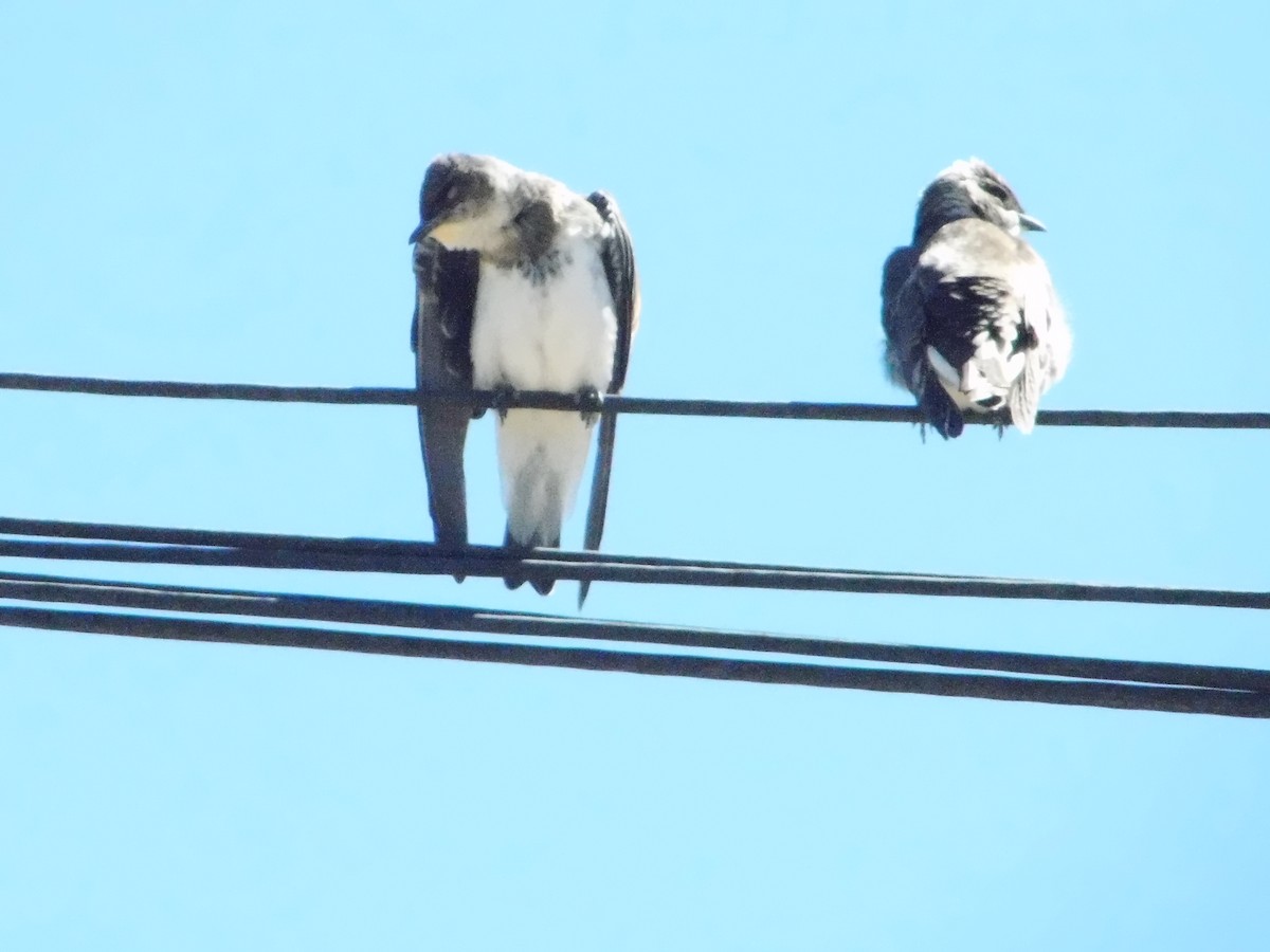 Brown-chested Martin - ML643387259