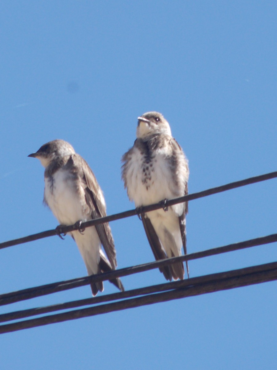 Brown-chested Martin - ML643387260