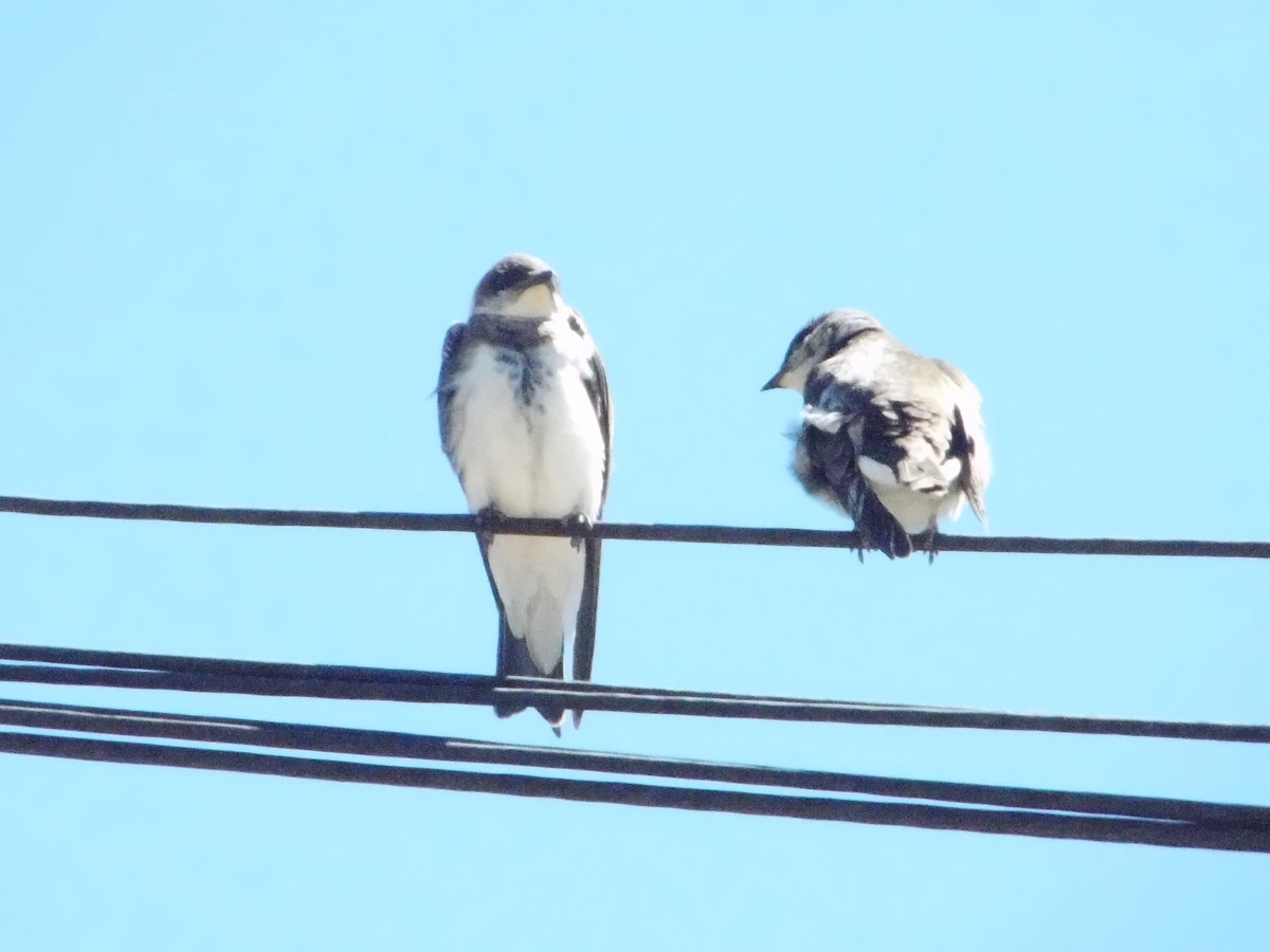 Brown-chested Martin - ML643387262