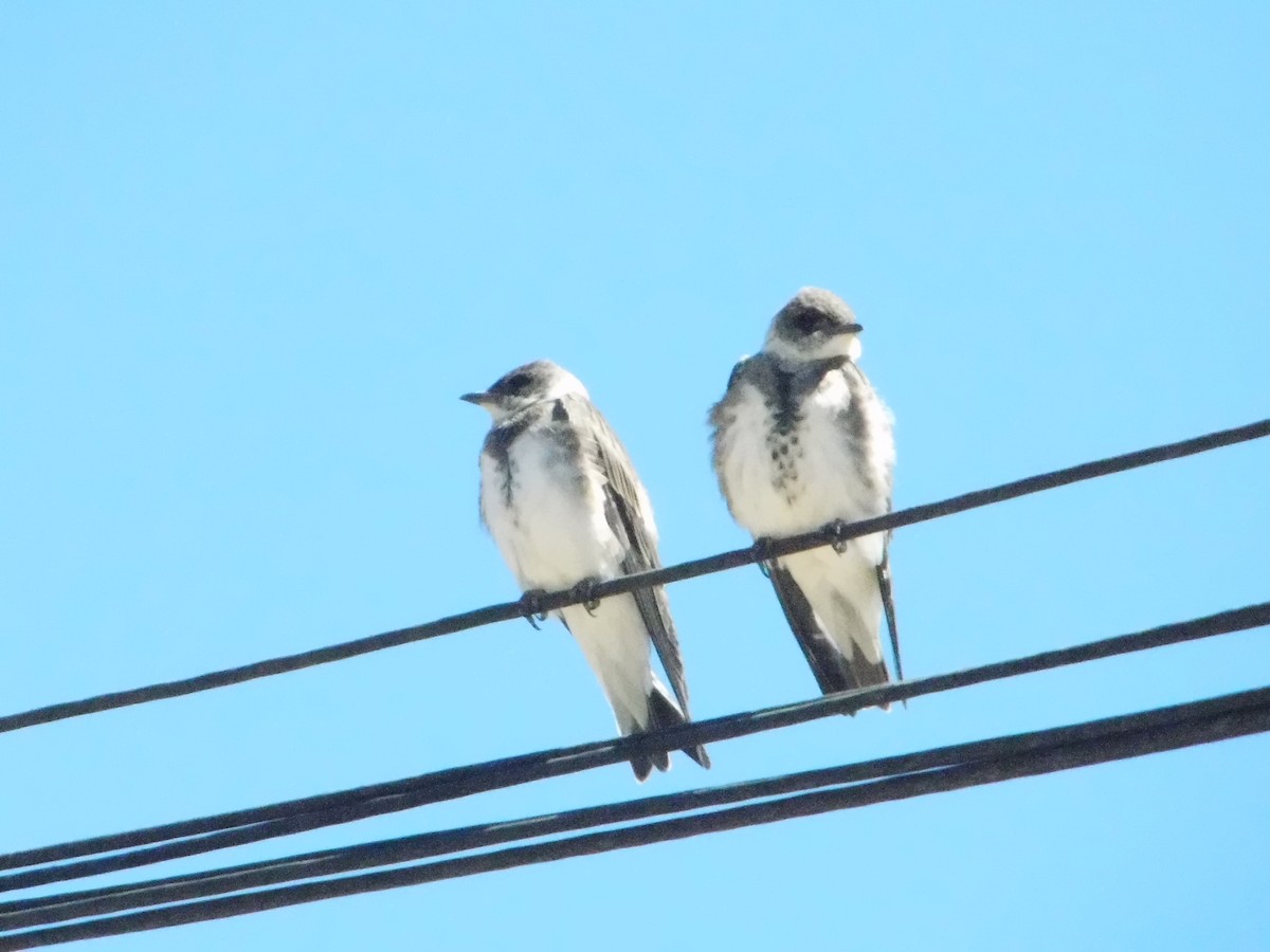 Brown-chested Martin - ML643387264