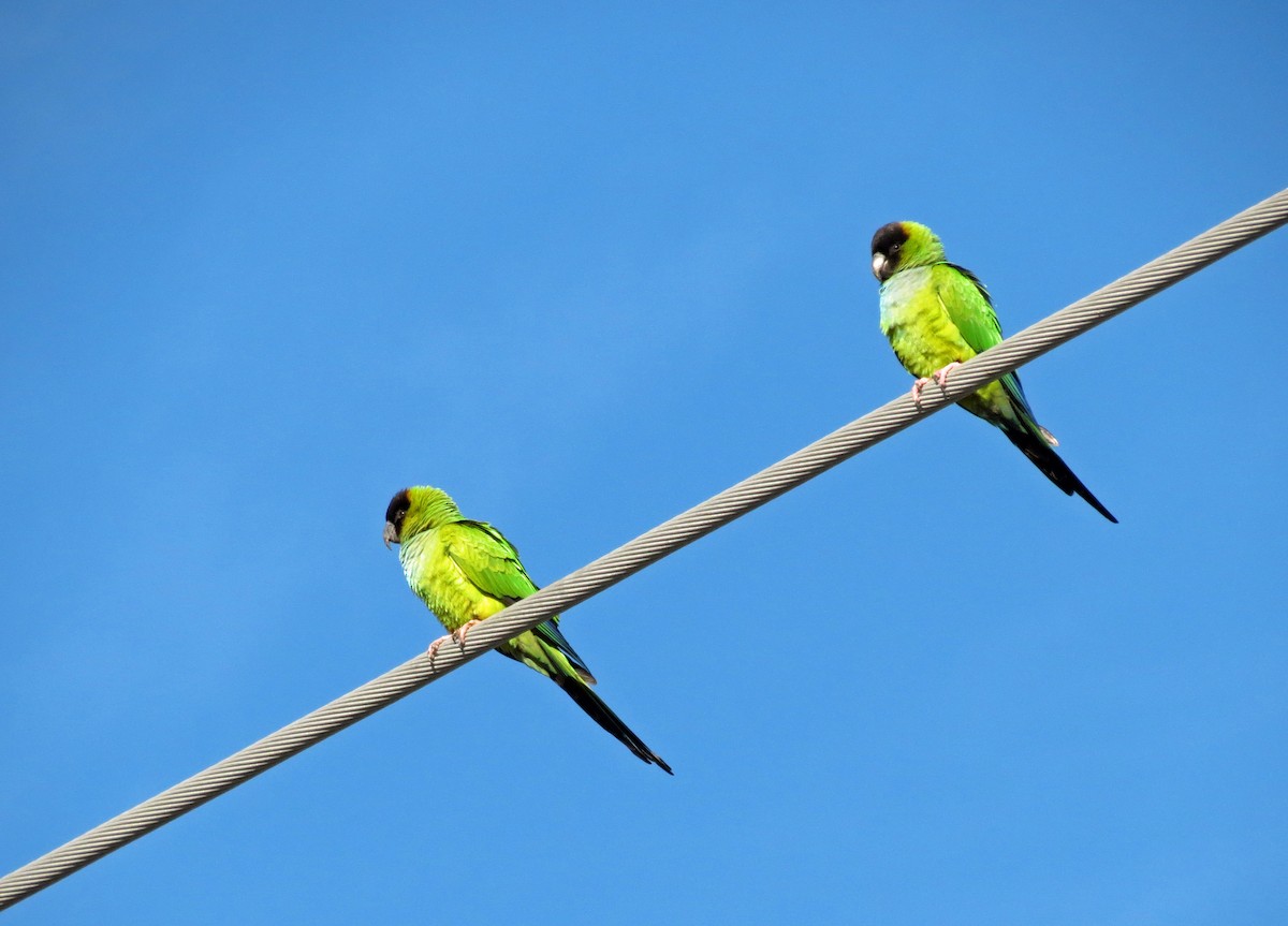 Nanday Parakeet - ML643387265