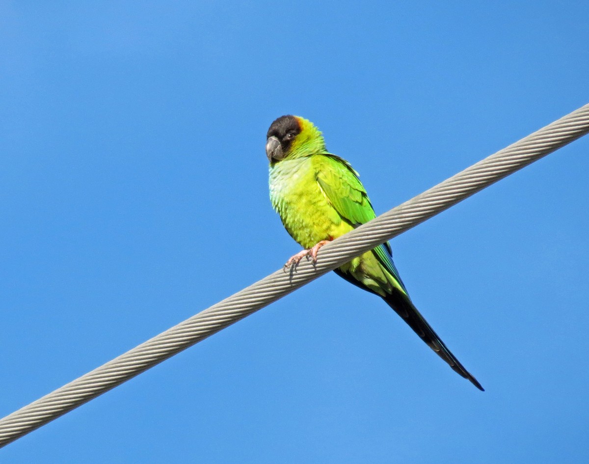 Nanday Parakeet - ML643387266