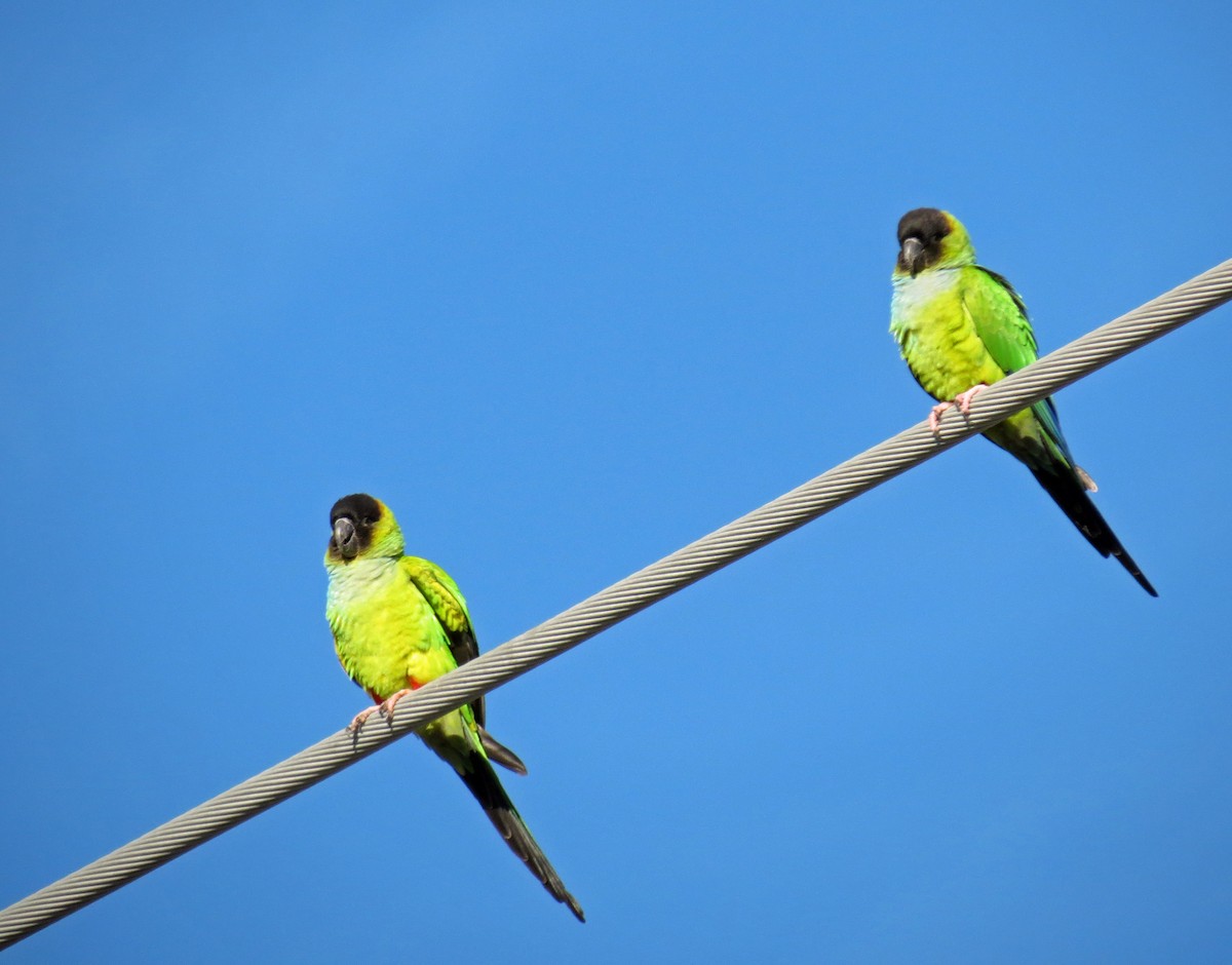 Nanday Parakeet - ML643387267