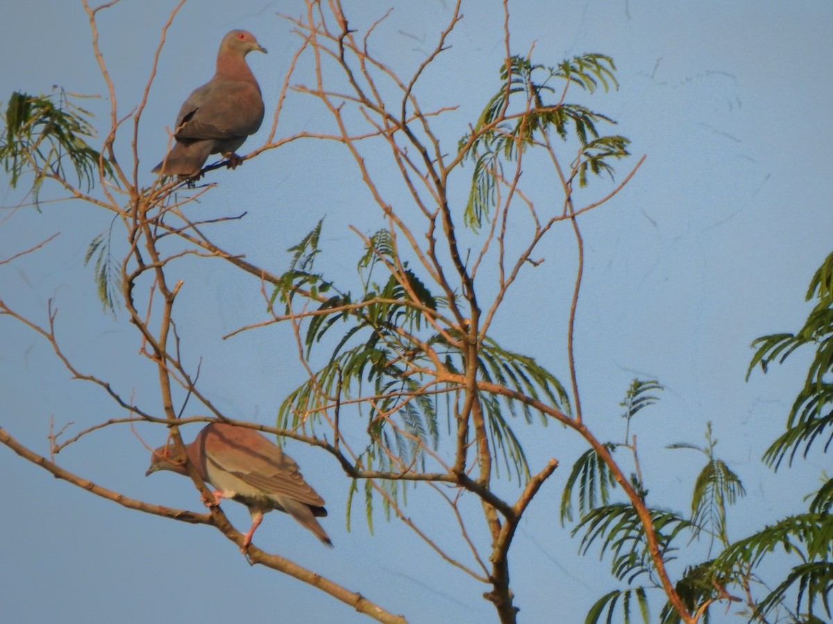 Pale-vented Pigeon - ML643387273