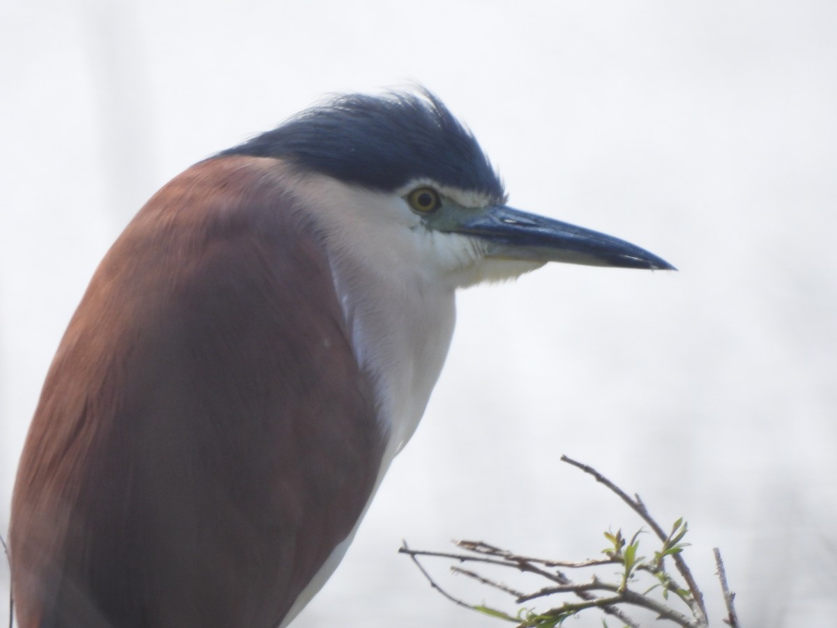 Nankeen Night Heron - ML643387275