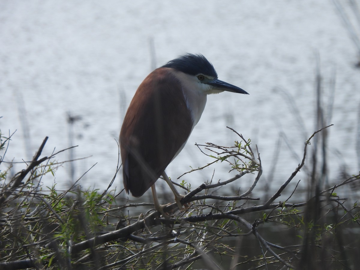 Nankeen Night Heron - ML643387276
