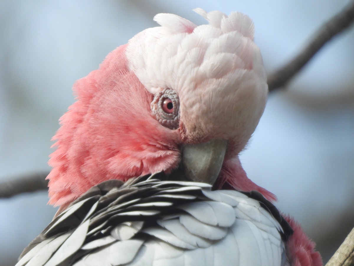 Galah - ML643387286