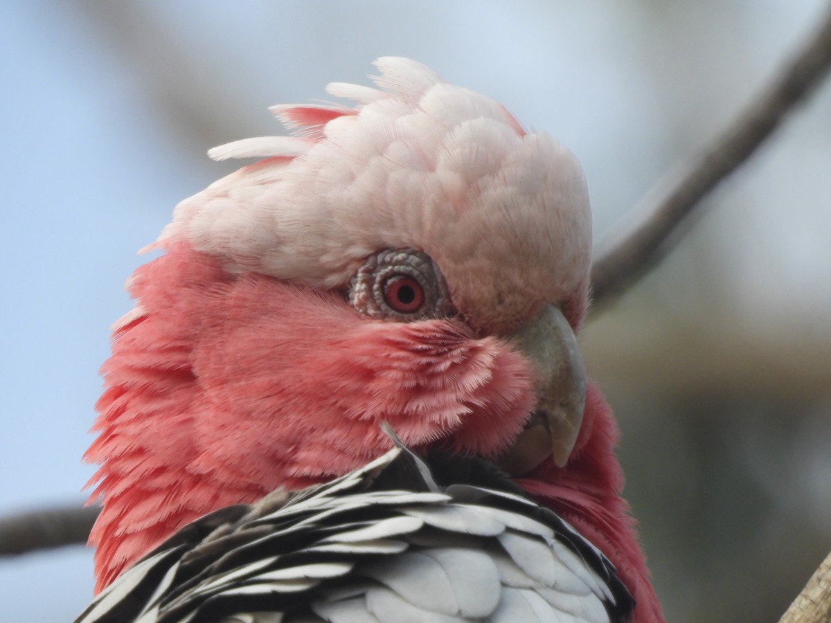 Galah - ML643387287