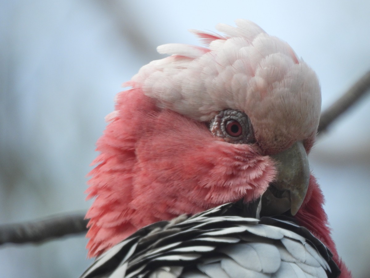 Galah - ML643387288