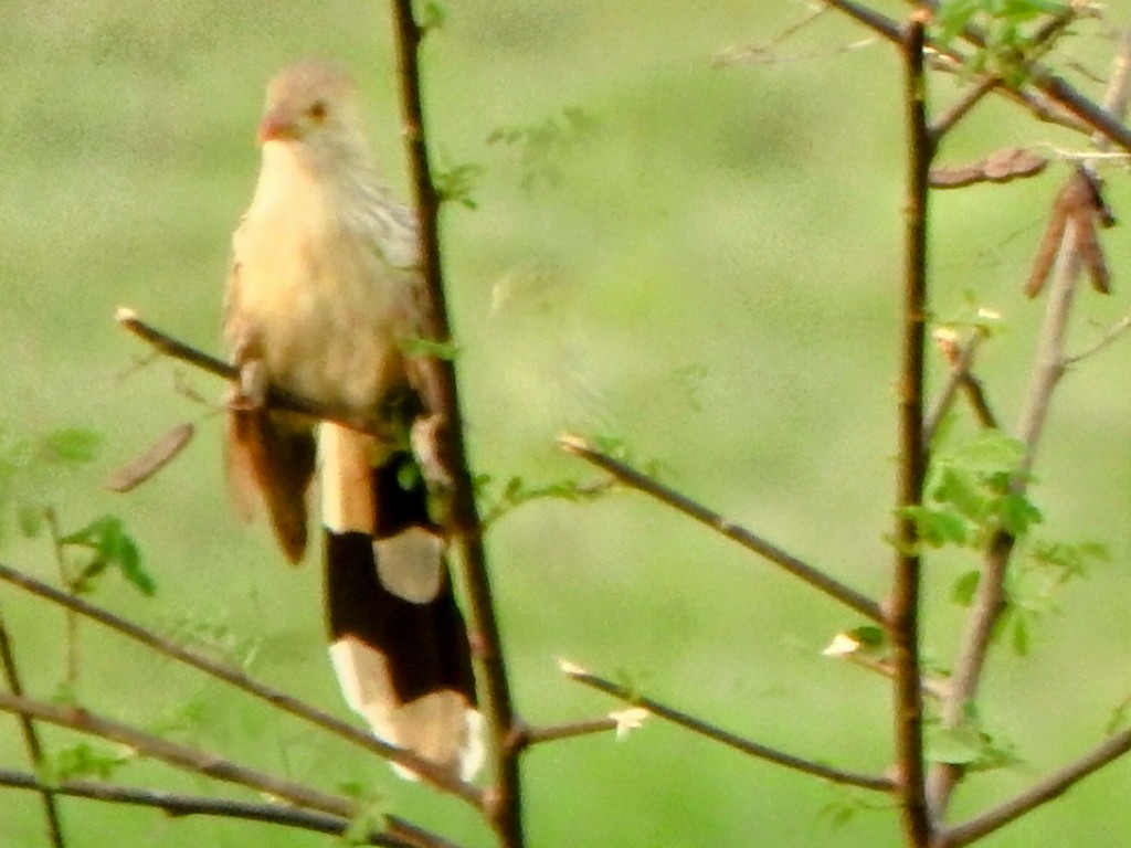 Guira Cuckoo - ML643387290