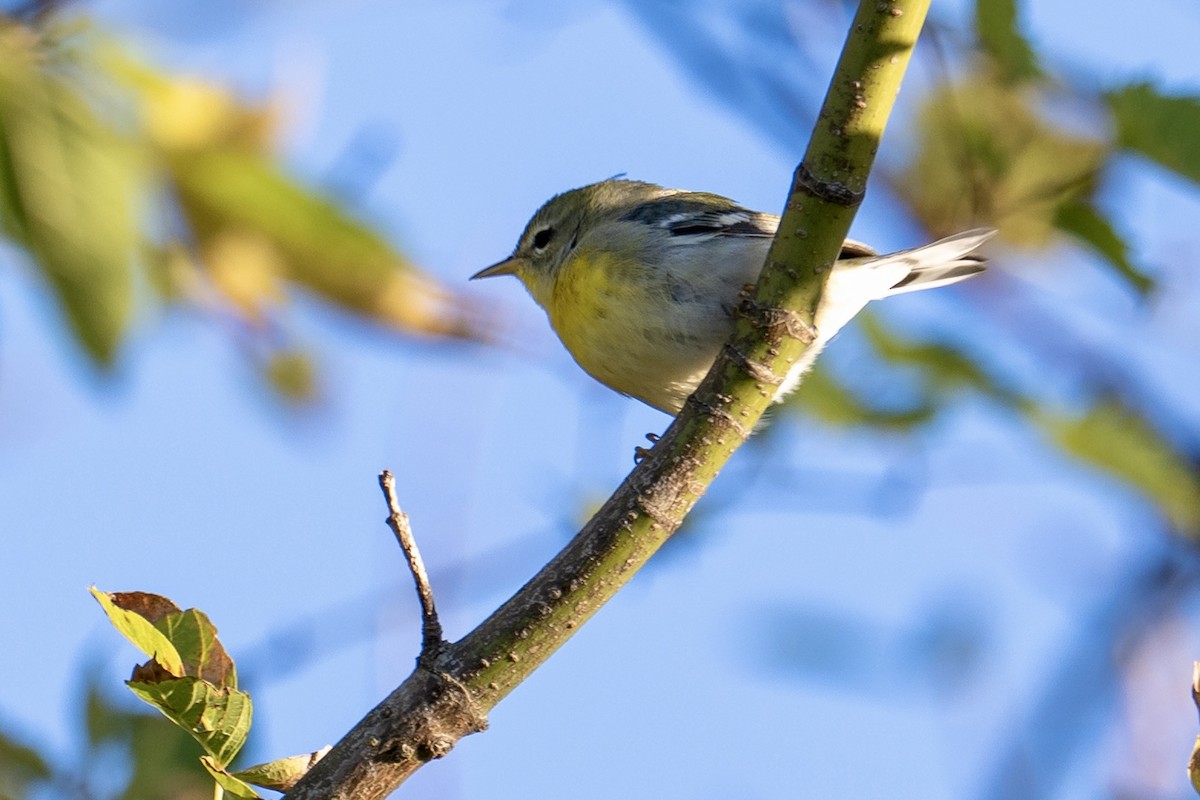 Northern Parula - ML643387293