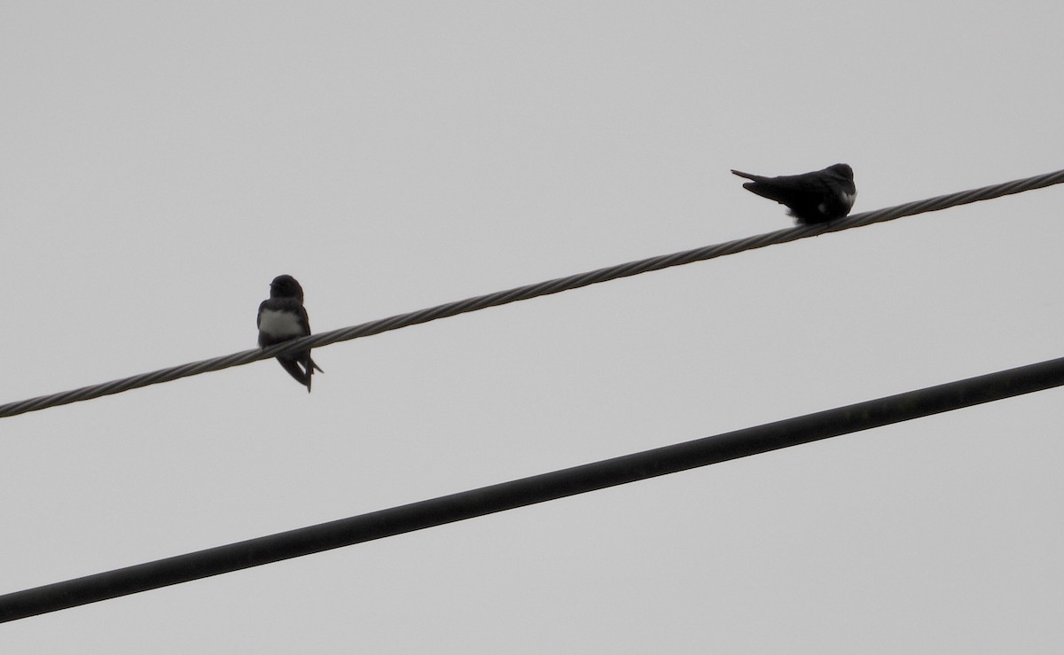 White-banded Swallow - ML643387295