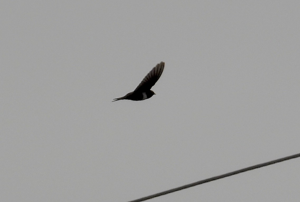White-banded Swallow - ML643387297