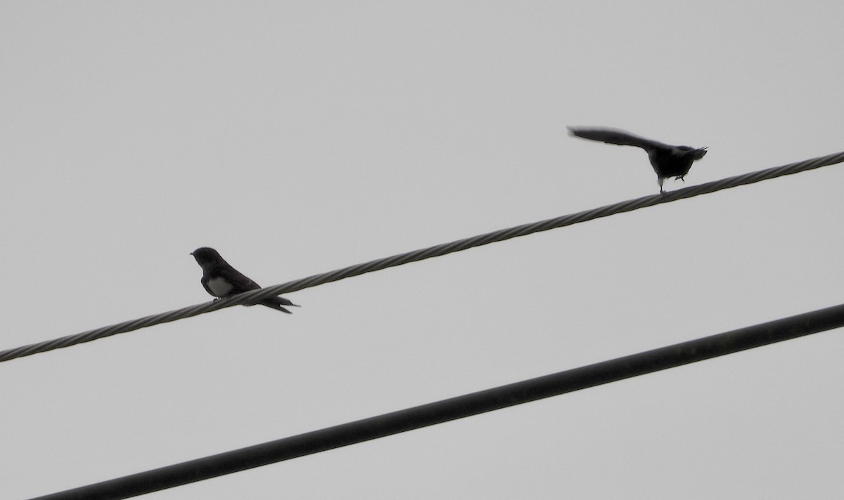 White-banded Swallow - ML643387298